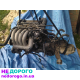 Двигун 1.6 ADP для Audi A4 Passat B5, 2000 рік, бензин, об'єм 1.6 л.