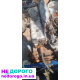 Двигун СМД 22, модель 22, 2000 р., 2,2 л, дизель.