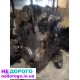Двигун ATJ 1.9 тді 85 кВ Volkswagen Passat B5 Golf 4 Audi A6C5, 1999, дизель.