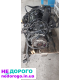 Двигун 1.9TDI (AVQ) Volkswagen Touran, Golf, Skoda, 2003-2009, 1.9 л, дизель.