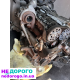 Двигун Volkswagen 2.0 TDI, 2019, дизель, 2.0 л.