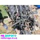 Двигун Ford FXSA 1.4 16V EFI для Fiesta, Focus, Fusion, випущений в Україні.