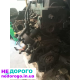 Двигун Ford Focus 1, Zetec, 2000, 1.6 л, бензин.