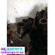 Двигун J3 для Kia Carnival та Hyundai Terracan 2.9, 2001, дизель, 2.9 л.