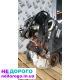 Двигун Renault K9K W718 1.5 DCI для Kangoo, випущений в Україні.
