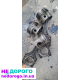 Двигун Opel X17DTL 1.7 дизель, Астра/Корса, 1998, 1.7 л, дизель.