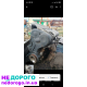 Двигун Opel Vectra Z16XEP 2006 1.6 бензин