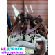 Двигун Peugeot DW10ATED RHZ, 2.0 HDI, 2000-2004 рр., дизель.