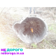 МКПП Ford Focus, 2008, 1.6 л, бензин. Роздатка Nissan X-Trail, 2015, 2.0 л, дизель. Міст передній Ford Mondeo, 2012, 2.0 л, бензин.