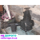 МКПП Ford Focus, 2008, 1.6 л, бензин. Роздатка Nissan X-Trail, 2015, 2.0 л, дизель. Міст передній Ford Mondeo, 2012, 2.0 л, бензин.