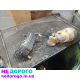 Двигун Jeep Grand Cherokee 3.1td, 2001 рік, 3.1 л, дизель.