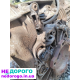 Коробка ауді фольцваген