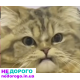 Коробка автоматична Кіа Соренто дизель 2.5 2006.