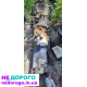Коробка Passat B5+ 1.8T 2003 1.8 л бензин