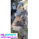 Коробка Passat B5+ 1.8T 2003 1.8 л бензин