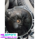 Коробка передач Ford Focus MK2 1.6 дизель, 2008 рік, об'єм двигуна 1.6 л, паливо - дизель.