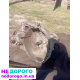Коробка Передач/ КПП Dacia/Renault Logan 1.4/1.6