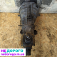 Коробка передач (КПП) Ford Transit 2.4TDCI TDDI DI 2000-2006р.в. - надійний агрегат для вантажівок з об'ємом двигуна 2.4 літра.