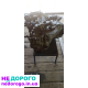 Коробка передач Mitsubishi Outlander 2006 4*4: рік випуску, об'єм двигуна, паливо - українською.