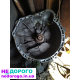 Коробка передач для Mercedes-Benz Vito, 2015 рік, 2.2 л дизель.
