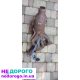 Коробка передач для Ford Focus MK3, 2012, 1.6 л, бензин.