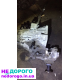 Коробка передач Nissan X-Trail 2001-06г. 2.0л 2.5 T30. Qr20DE, роздатка, українська.