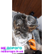 КПП 2.3 dci PF6056 для Renault Master 3, Мастер, Мовано. Новий стан, 2019 рік, дизель, об'єм двигуна 2.3 л.