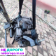 КПП 2.5D 5 ступ. RENAULT MASTER 98-10 (РЕНО МАСТЕР) (PF1AA017,