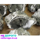 КПП 2.5 DCI PF6, PF6006 для Рено Мастер 2. Новий, українська версія. Об'єм двигуна 2.5 л, дизельне паливо.