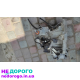 КПП Fiat Bravo 1.9jtd 2007, 1.9 л дизель
КПП Stilo 1.9jtd 2007, 1.9 л дизель
КПП Alfa Romeo 147 1.9jtd 2007, 1.9 л дизель
КПП Alfa Romeo 156 1.9jtd 2007, 1.9 л дизель