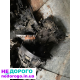 КПП коробка 1.9 1.5 Renault Kangoo Рено Кенго Megan 2 Scenic 2