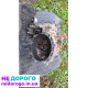 Кпп кулиса Mazda 6 GD 1.8 2.0 2002-2007 1.8-2.0 л бензин.