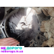 КПП/ Коробка передач Opel Vectra/ Zafira 2,0TDI