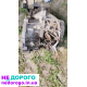 КПП Toyota Awensis T25 2.2DCAT