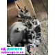 Мкпп 5ст механика Peugeot 605,406 3.0