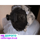 МКПП Volkswagen Golf 4 1.6 акл 2002 1.6 л бензин.