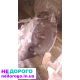 МКПП Nissan Qashqai J10 2.0 бензин 6-ти ступка 2007 р.в.