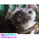 МКПП(коробка) Toyota Camry SXV-30 2.4 2003-2005
