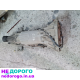 Двигун Toyota 1JZ, 2,5л, від Чейзер Марк 2 Креста 90-х.