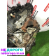 Двигун 276 DT, Land Rover Range Rover Jaguar, 2.7 дизель, 2007, 276 к.с., українською.
