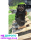Двигун Opel 1.4 C14NZ для Astra/Kadett, 1991, бензин, 1.4 л.
