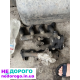 Двигун Renault F9K 1.9, 2005, дизель. Opel 1.9, 2006, дизель. Nisan 1.9, 2007, дизель.