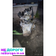 Мотори для Citroen BX 16 TRS, BX19 та Peugeot 309: 1.4/1.6/1.9 бензин, різні роки випуску.