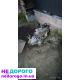 Мотори для Citroen BX 16 TRS, BX19 та Peugeot 309: 1.4/1.6/1.9 бензин, різні роки випуску.