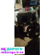 Двигун Мерседес OM611, 2003, 2.4 л, дизель.