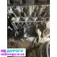 Двигун Peugeot 406 2.1 diesel, 2001 рік, об'єм 2.1 л, паливо - дизель.