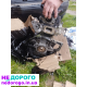 Двигун Peugeot XUD9 1.6 л дизель, 8 клапанів, 1992 рік, відмінна робота.