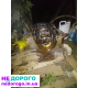 Двигун Chevrolet Lacetti 1.8 2008 1.8 л бензин.