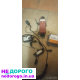Двигун Audi A6D KVATRO 2.5D, 2005, 2.5 л дизель.