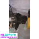 Двигун Opel Tigra, Z14XEP, 2004, 1.4 л, бензин.